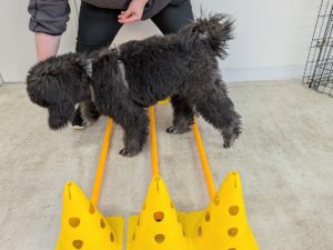 山梨県甲府市の犬の保育園もふ＆ふる　犬のしつけ　ドッグトレーニング