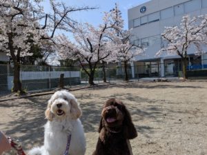 山梨県甲府市の犬の保育園もふ＆ふる　犬のしつけ　ドッグトレーニング
