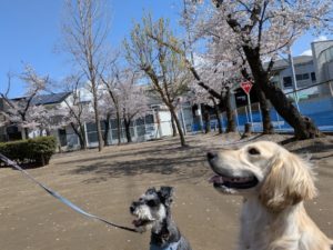 山梨県甲府市の犬の保育園もふ＆ふる　犬のしつけ　ドッグトレーニング