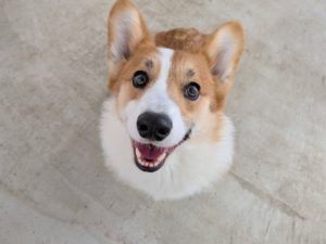 山梨県甲府市の犬の保育園もふ＆ふる　犬のしつけ　ドッグトレーニング