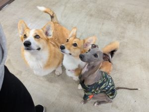 山梨県甲府市の犬の保育園もふ＆ふる　犬のしつけ　ドッグトレーニング