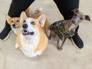 山梨県甲府市の犬の保育園もふ＆ふる　犬のしつけ　ドッグトレーニング