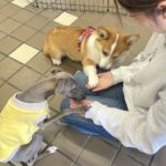 山梨県甲府市の犬の保育園もふ＆ふる　犬のしつけ　ドッグトレーニング