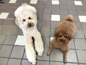 山梨県甲府市の犬の保育園もふ＆ふる　犬のしつけ　ドッグトレーニング