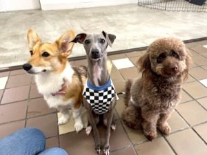 山梨県甲府市の犬の保育園もふ＆ふる　犬のしつけ　ドッグトレーニング