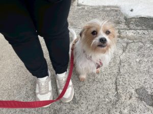 山梨県甲府市の犬の保育園もふ＆ふる　犬のしつけ　ドッグトレーニング