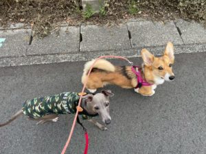 山梨県甲府市の犬の保育園もふ＆ふる　犬のしつけ　ドッグトレーニング