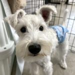 山梨県甲府市の犬の保育園もふ＆ふる　犬のしつけ　ドッグトレーニング