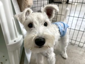 山梨県甲府市の犬の保育園もふ＆ふる　犬のしつけ　ドッグトレーニング