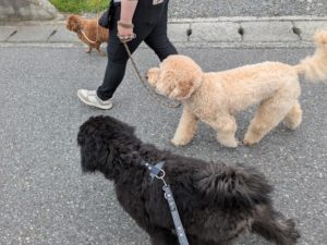山梨県甲府市の犬の保育園もふ＆ふる　犬のしつけ　ドッグトレーニング