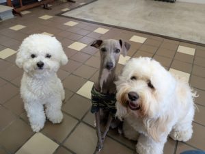 山梨県甲府市の犬の保育園もふ＆ふる　犬のしつけ　ドッグトレーニング