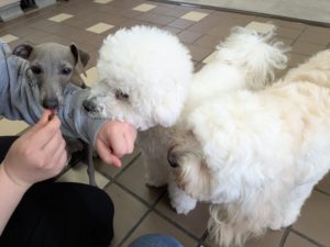 山梨県甲府市の犬の保育園もふ＆ふる　犬のしつけ　ドッグトレーニング