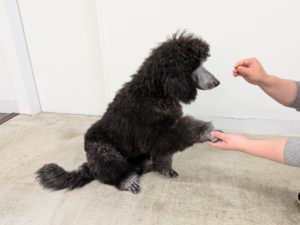 山梨県甲府市の犬の保育園もふ＆ふる　犬のしつけ　ドッグトレーニング