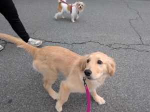 山梨県甲府市の犬の保育園もふ＆ふる　犬のしつけ　ドッグトレーニング