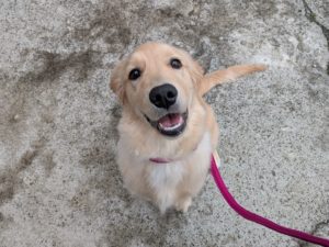 山梨県甲府市の犬の保育園もふ＆ふる　犬のしつけ　ドッグトレーニング