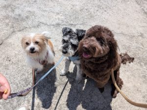 山梨県甲府市の犬の保育園もふ＆ふる　犬のしつけ　ドッグトレーニング