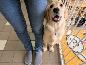 山梨県甲府市の犬の保育園もふ＆ふる　犬のしつけ　ドッグトレーニング