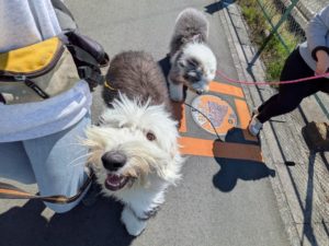 山梨県甲府市の犬の保育園もふ&ふる 犬のしつけ ドッグトレーニング