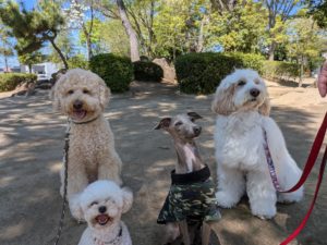 山梨県甲府市の犬の保育園もふ&ふる 犬のしつけ ドッグトレーニング