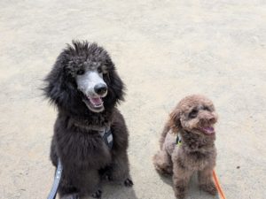 山梨県甲府市の犬の保育園もふ&ふる 犬のしつけ ドッグトレーニング