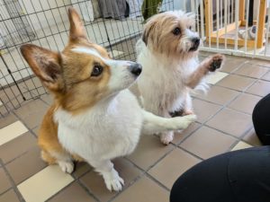 山梨県甲府市の犬の保育園もふ&ふる 犬のしつけ ドッグトレーニング