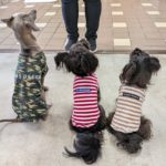 山梨県甲府市の犬の保育園もふ＆ふる　犬のしつけ　ドッグトレーニング