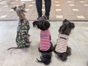 山梨県甲府市の犬の保育園もふ&ふる 犬のしつけ ドッグトレーニング