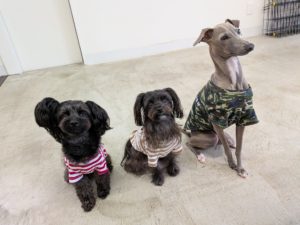 山梨県甲府市の犬の保育園もふ&ふる 犬のしつけ ドッグトレーニング