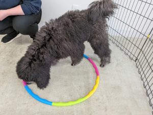 山梨県甲府市の犬の保育園もふ&ふる 犬のしつけ ドッグトレーニング