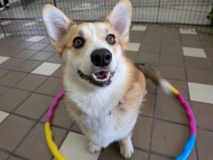 山梨県甲府市の犬の保育園もふ&ふる 犬のしつけ ドッグトレーニング