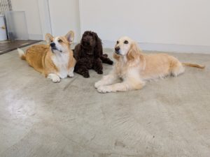 山梨県甲府市の犬の保育園もふ&ふる 犬のしつけ ドッグトレーニング