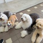 山梨県甲府市の犬の保育園もふ＆ふる　犬のしつけ　ドッグトレーニング