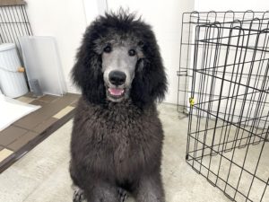 山梨県甲府市の犬の保育園もふ＆ふる　犬のしつけ　ドッグトレーニング