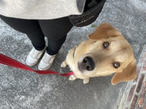 山梨県甲府市の犬の保育園もふ&ふる 犬のしつけ ドッグトレーニング
